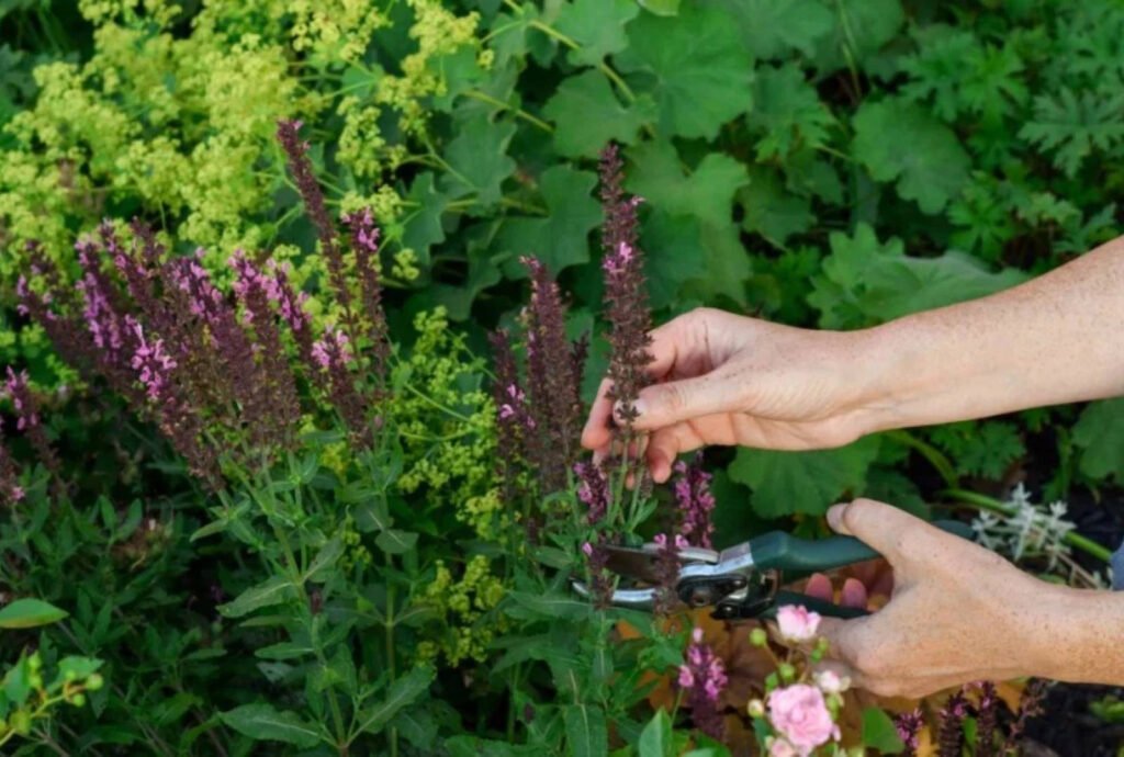 "Îngrijirea plantelor: Tăierea corectă la sfârșitul verii pentru a evita greșelile frecvente în grădină"