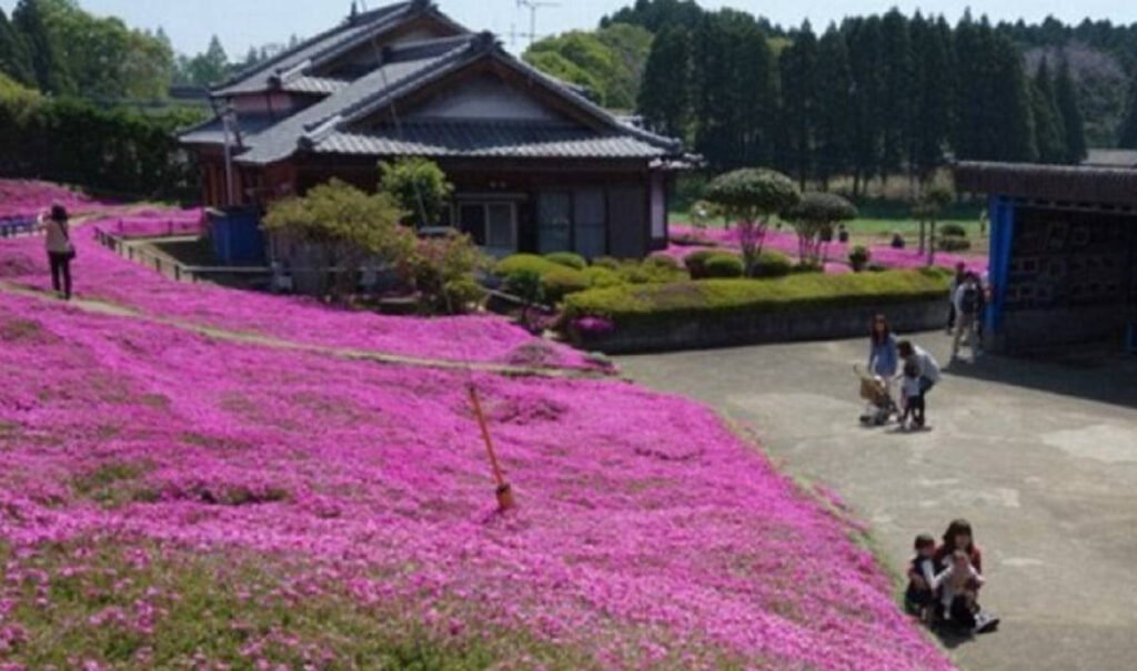 Grădina perfectă a iubirii din Japonia, dedicată unei femei nevăzătoare Grădina Perfectă a Iubirii în Japonia: Un Omagiu pentru Femeile Nevăzătoare
