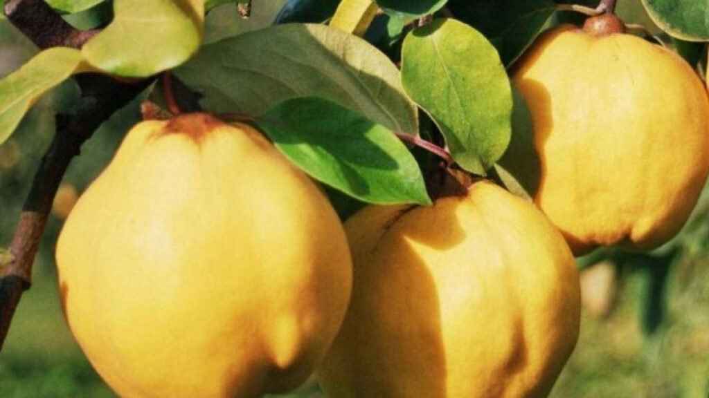 Rețete de gutui pentru octombrie: plăcintă, gutui coapte cu miere și nucă, tartă caramelizată Rețete delicioase de gutui pentru octombrie: plăcintă, gutui coapte cu miere și tartă caramelizată