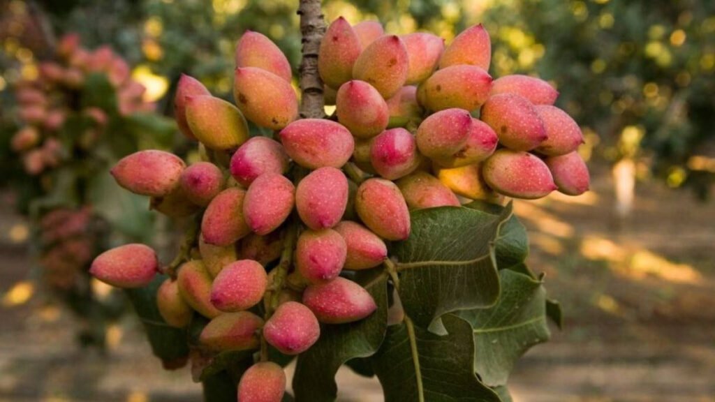Fructul care supraviețuiește la temperaturi de 40 de grade Celsius și secetă extremă: o alternativă profitabilă la vița-de "Fructul Rezistent la Căldură și Secetă: Alternativa Profitabilă la Vița de Vie"